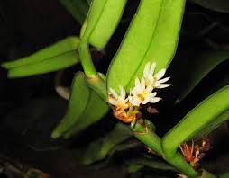 Image result for Calyptrochilum
