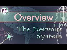 Ati The Neurological System Part 1 Test Detailed Login Instructions Loginnote