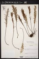 Image result for Pellaea angulosa