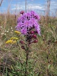 Maybe you would like to learn more about one of these? What S New In Nature New England Blazing Star Nantucket Conservation Foundation