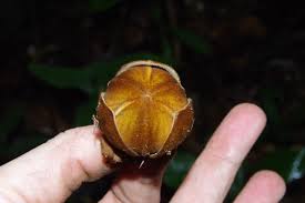 Image result for Uvariodendron
