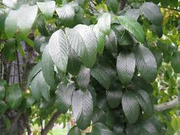 Image result for Berchemia