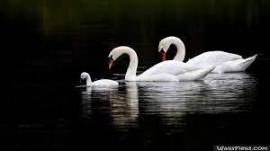 Swan Family Wallsfield Com Free Hd Wallpapers Lake Animals Swan Beautiful Swan