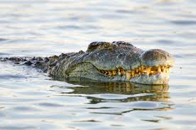 In fact, crocodiles have more in common with birds and dinosaurs than today's reptiles! Prehistoric Crocodiles Preferred Plants Over Prey Smart News Smithsonian Magazine