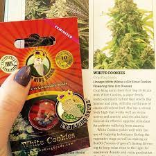 Pin On Seeds
