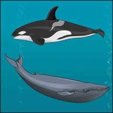 Thus, it might not be so odd that it also has the world's largest penis. Weight Of Blue Whale What Things Weigh