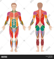 In uncircumcised men, the glans is covered with pink, moist tissue called mucosa. Muscle Man Anatomy Vector Photo Free Trial Bigstock