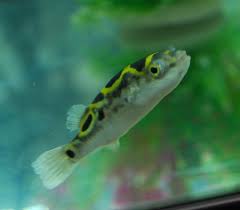 Dichotomyctere ocellatus syn tetraodon biocellatus commonly the figure 8 puffer or eyespot puffer is a pufferfish found in freshwater in southeast asia. Figure 8 Puffer Dichotomyctere Ocellatus Tetraodon Biocellatus Puffer Central