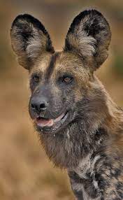 Chiranjeevi praises nagarjuna's 'wild dog' 05 april 2021 | the news minute. Painted Dog African Wild Dog Animals Beautiful African Animals