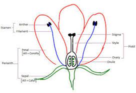 Flower Pistil Definition Function Video Lesson Transcript Study Com