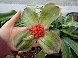 Image result for Scadoxus membranaceus