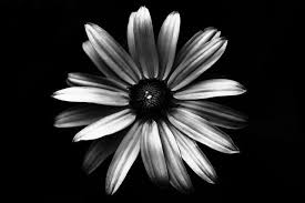 Black And White Photos Of Flowers High Contrast Black And White Photograph Of A Black Eyed Susan Black And White Birds Black Eyed Susan Black And White Flowers