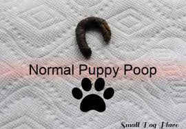 Be kind and realistic with your individual dog. Puppy Poop The Good The Bad And The Smelly Read Your Dog S Poop