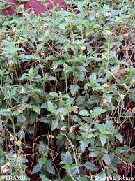 Image result for Tridax