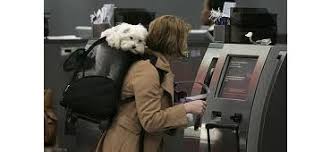 14,811 likes · 79 talking about this · 8 were here. Airline Pet Policies For Dog Or Cat Travel Pettravel Com