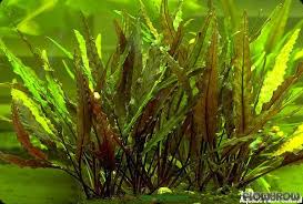 The plant reproduces by means of spurs growing from the rosette base. Cryptocoryne Undulata Flowgrow Aquatic Plant Database