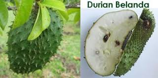 A small tropical evergreen tree, annona muricata. Lading Emas Pembunuh Kanser Graviola Durian Belanda