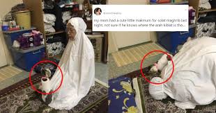 Kompilasi kucing comel manja lucu di dunia 2016 kucing paling lawak di dunia. Comelnya Gelagat Kucing Ini Jadi Makmum Solat Siap Ikut Sujud Lagi