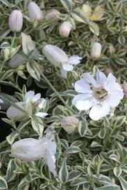 Image result for Silene