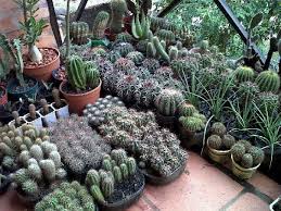 Cuidados de un cactus ➨ recomendaciones practicas: Como Cuidar Tus Cactus En El Invierno Imagina Tu Espacio