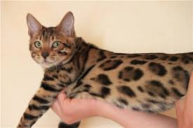 Abends vermissen wir unsere wunderschöne, liebe bengalkatze „mia. Tieranzeigen Bengalkatze Kleinanzeigen