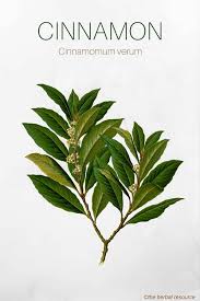 We did not find results for: Cinnamon Herb Side Effects Uses And Benefits