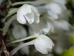 Image result for Rhipidoglossum kamerunense