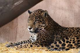 See jaguar animal stock video clips. Jaguars City Of Albuquerque