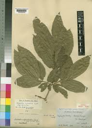 Image result for Combretum apiculatum