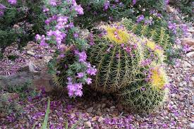 How long can a cactus go without water? How Long Can A Cactus Live Without Sunlight Indoors Cactuscare