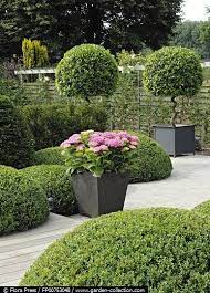 Potted Bay Hydrangeas Country Gardening Topiary Garden Garden Design