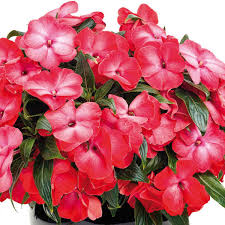 40¢ ordine di rottura prezzo di almeno 25 50¢ ordine di rottura prezzo di almeno 250 sole sempreverde fiori rossi polverosi che. Impatiens Nuova Guinea Viridea