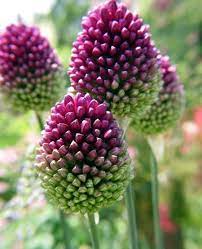 Allium Sphaerocephalon Drumsticks Amazing Flowers Beautiful Flowers Allium Sphaerocephalon