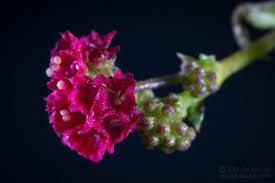 Image result for Boerhavia coccinea