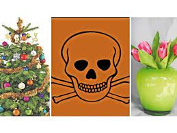 Everything on a yew tree is poisonous except the red berries. Giftig Oder Nicht Die Wichtigsten Fragen Rund Ums Gift