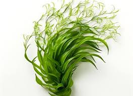 Image result for Vallisneria spiralis