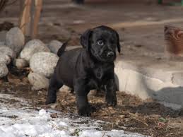 labrador welpen in tirol labrador retriever welpen zucht in tirol