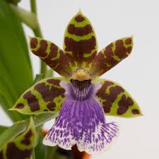 Image result for Coptosperma zygoon