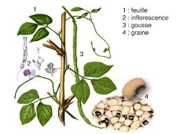 Image result for Vigna unguiculata