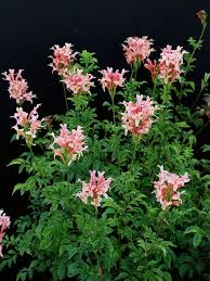 Image result for Hymenodictyon parvifolium