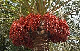 Well known palm trees are: Date Palm Planting Information In Punjab Apni Kheti