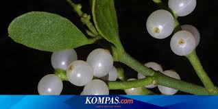 Image result for Helixanthera schizocalyx