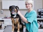 The main symptom was swelling of the glands at the neck and also in the abdomen. Colon Cancer In Dogs Pets4homes