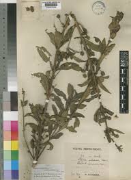 Image result for Lippia abyssinica