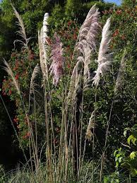 Cola De Zorro Pastos Y Plantas Afines De Las Zonas Altas De Colombia Inaturalist