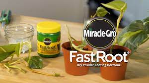 Rooting hormone treatments can increase root growth on plant cuttings. How To Grow Roots Faster In Cuttings Using Miracle Gro Fastroot Dry Powder Rooting Hormone Youtube