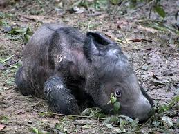 Andatu A Sumatran Rhino Calf Baby Animals Cute Baby Animals Sumatran Rhino