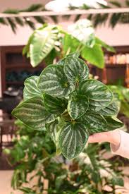 Image result for Peperomia molleri