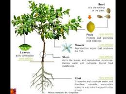 Pin On Healing Naturally