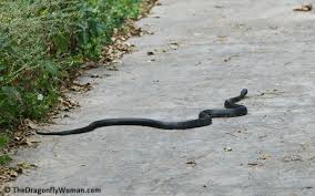 How often does a black snake eat? Well Nigh Wordless Wednesday Not An Insect The Dragonfly Woman